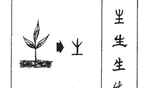 八角枫的功效与作用及禁忌的功效与作用-中草药八角枫的药用网 | 八角枫药用配方图解,八角枫中药百度百科